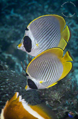 Chaetodon adiergastos