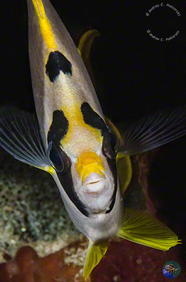 Chaetodon adiergastos