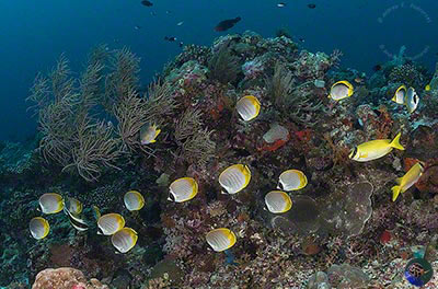 Chaetodon adiergastos group