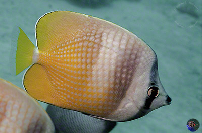 Chaetodon kleinii