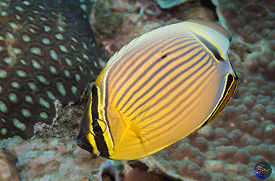 Chaetodon lunulatus