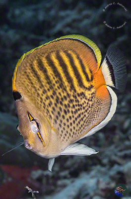 Chaetodon puctatofasciatus