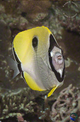 Chaetodon unimaculatus
