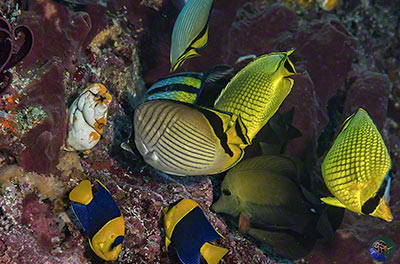 Feeding frenzy on Abudefduf sp. eggs