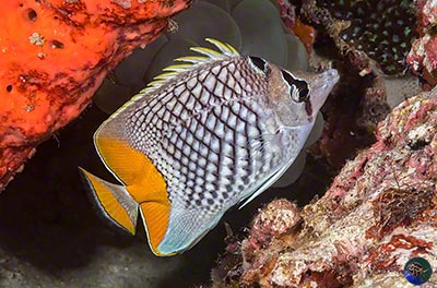 Chaetodon xanthurus