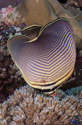 Chaetodon flavissimus