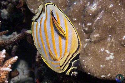 Chaetodon ornatissimus