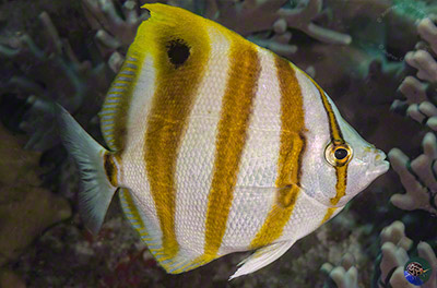 Chaetodon modestus