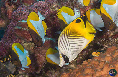 Chaetodon auriga with Hemitaurichthys polylepis