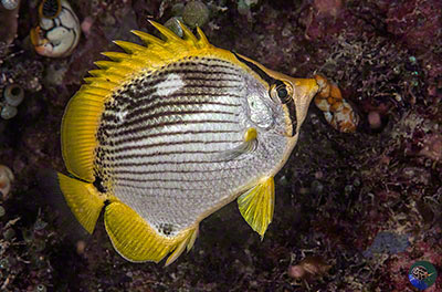 Chaetodon melannotus - juvenile