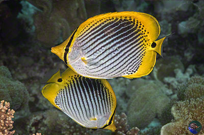 Chaetodon ocellicaudus