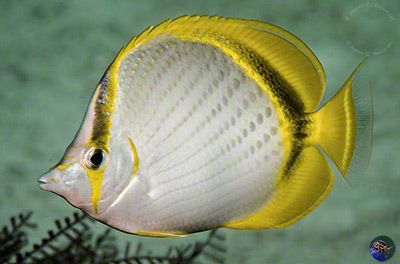 Chaetodon ocellicaudus