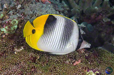 Chaetodon ulietensis