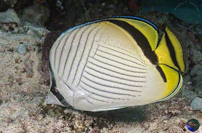 Chaetodon vagabunus