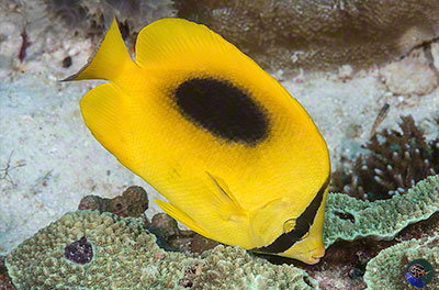 Chaetodon speculum