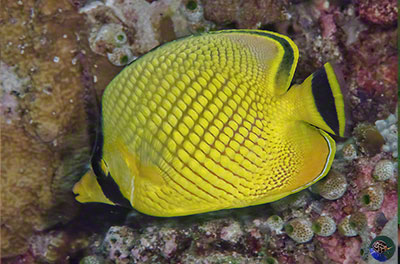 Chaetodon rafflesi
