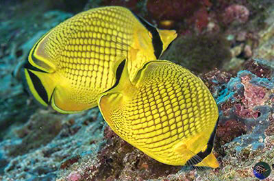 Chaetodon rafflesi