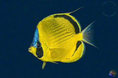 Chaetodon semion
