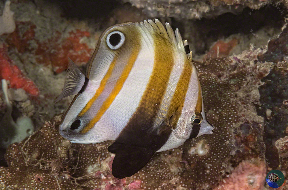 Coradion melanopus