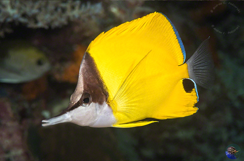 Forcipiger flavissimus