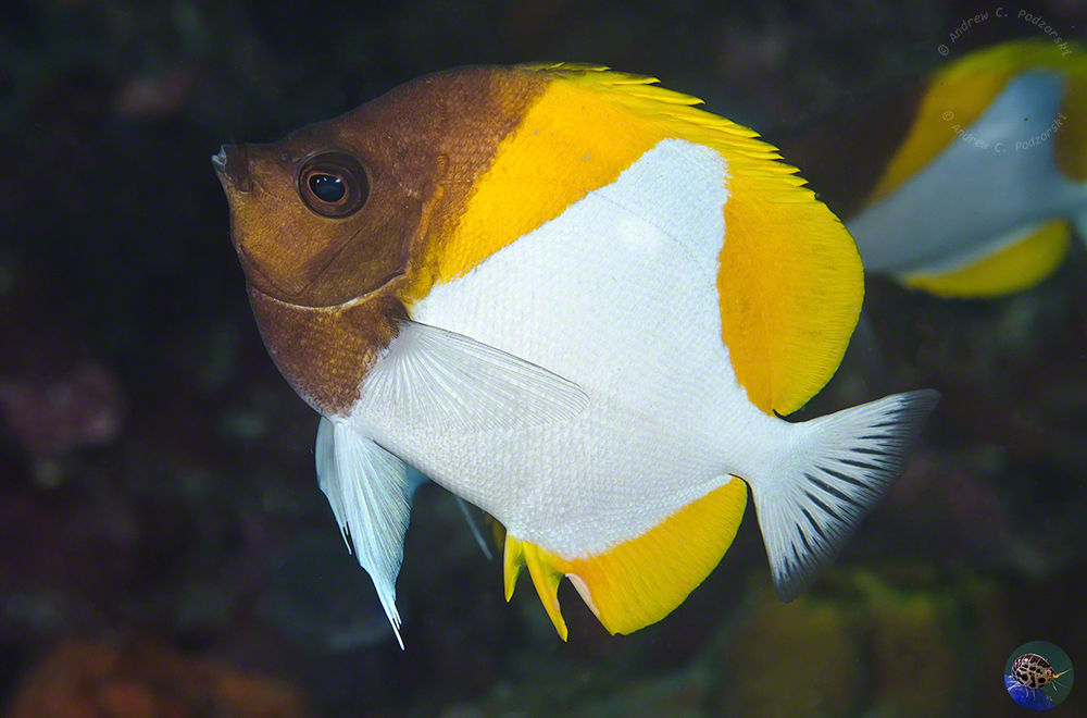 Hemitaurichthys polylepis