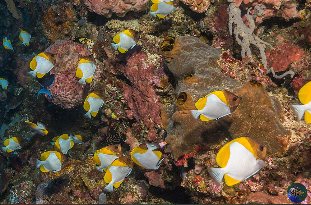 Hemitaurichthys polylepis feeding on a drop-off