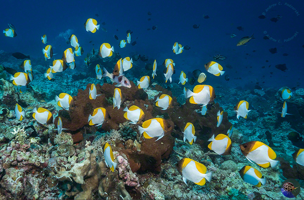 Hemitaurichthys polylepis