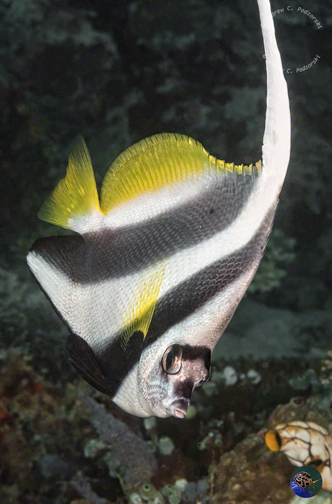 Heniochus acuminatus