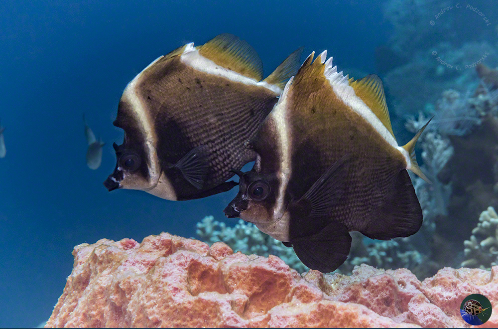 Heniochus varius - adult