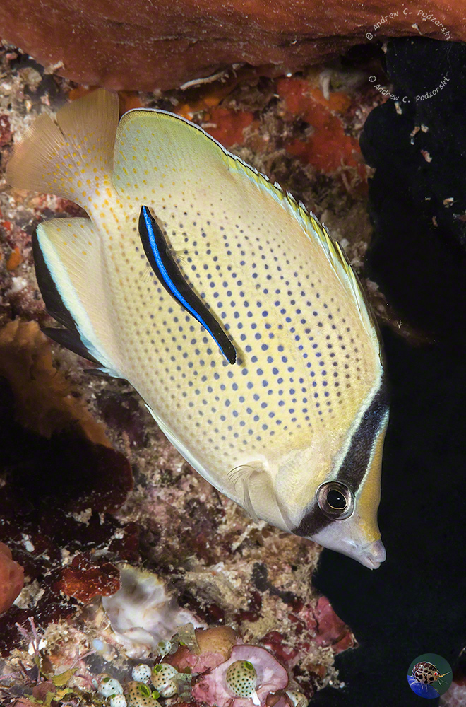 Chaetodon citrinellus