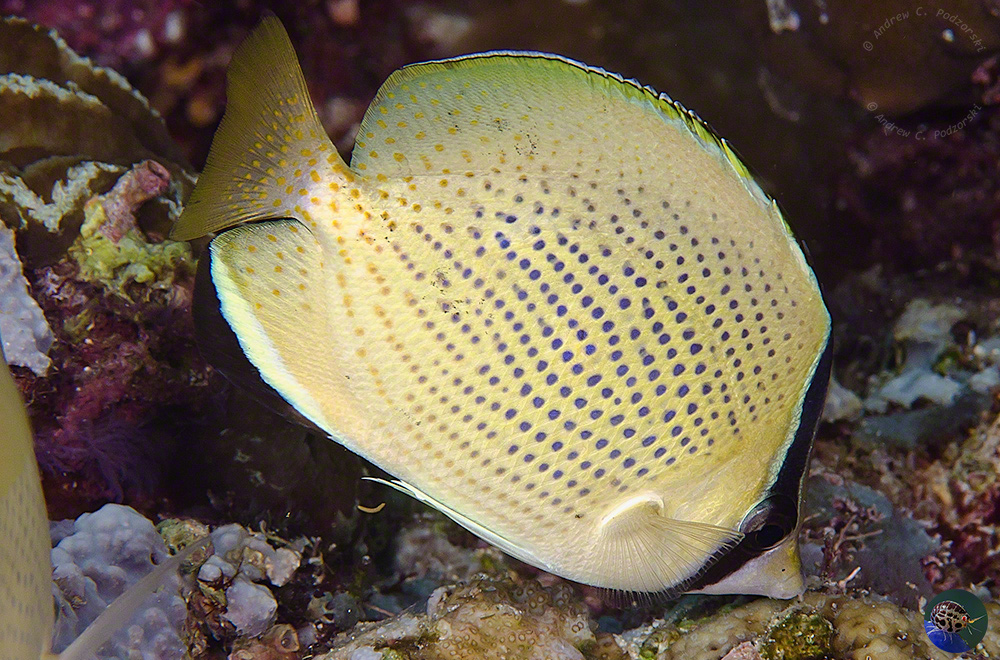 Chaetodon citrinellus