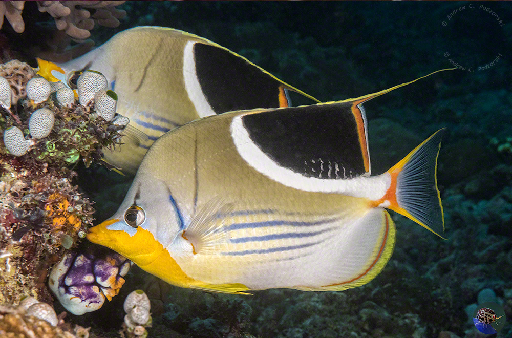 Chaetodon ephippium