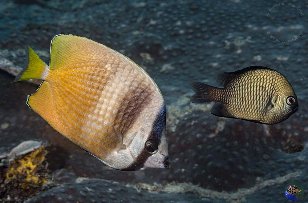 Chaetodon kleinii