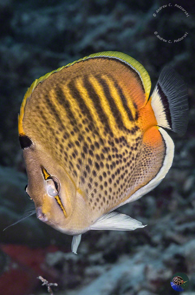 Chaetodon puctatofasciatus