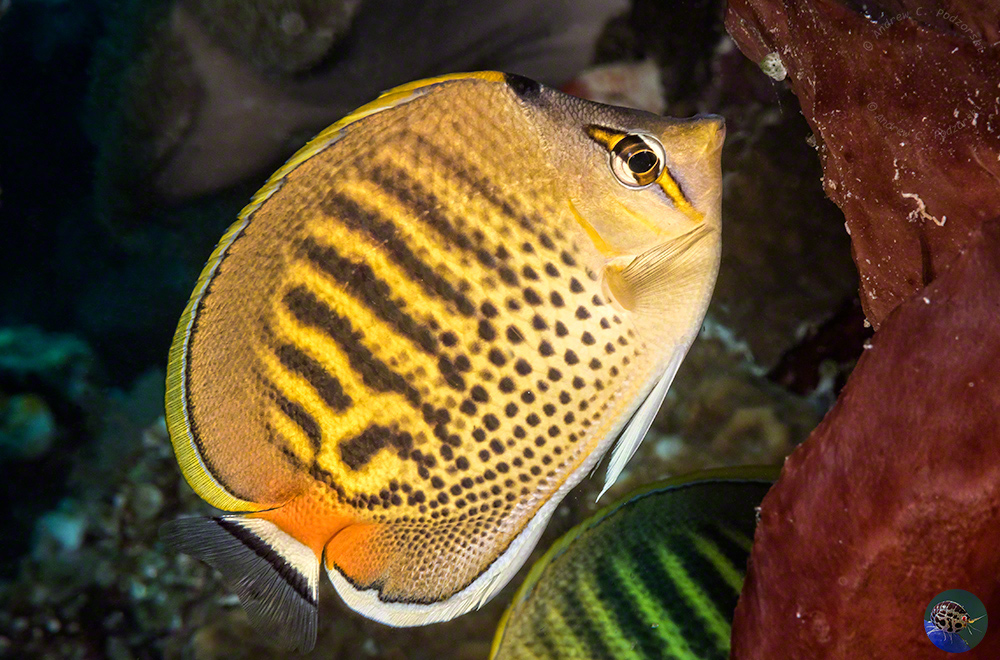 Chaetodon puctatofasciatus