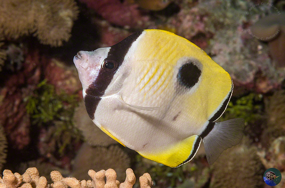 Chaetodon unimaculatus