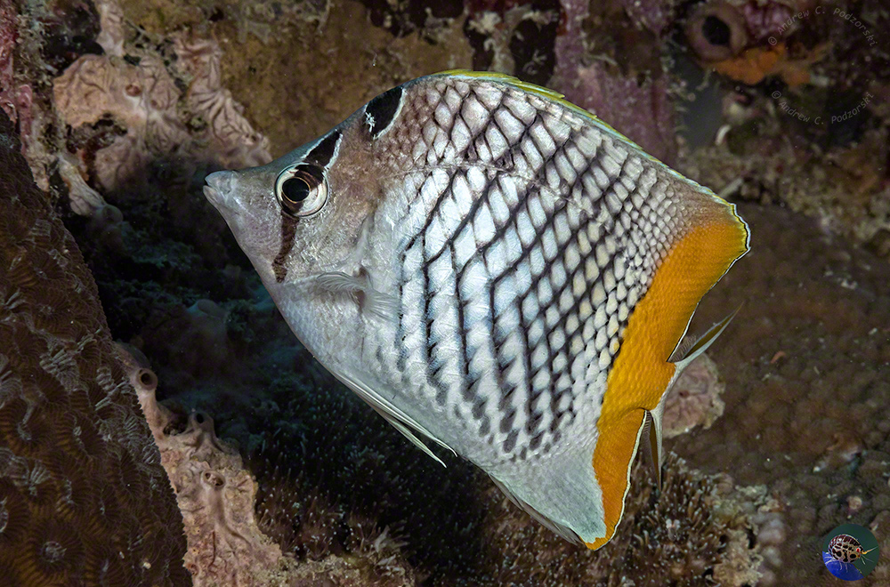 Chaetodon xanthurus