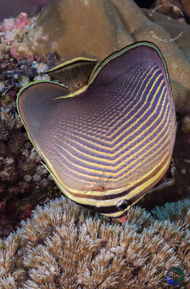 Chaetodon flavissimus