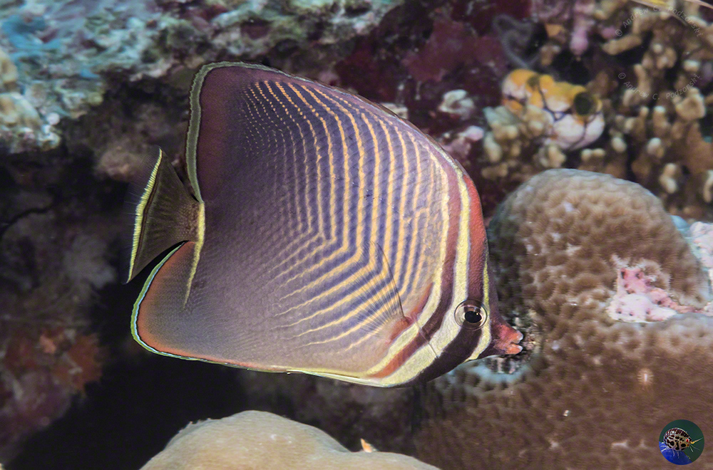 Chaetodon flavissimus