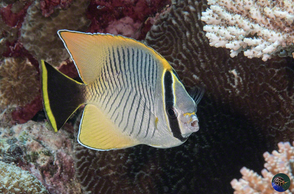 Chaetodon trifascialis