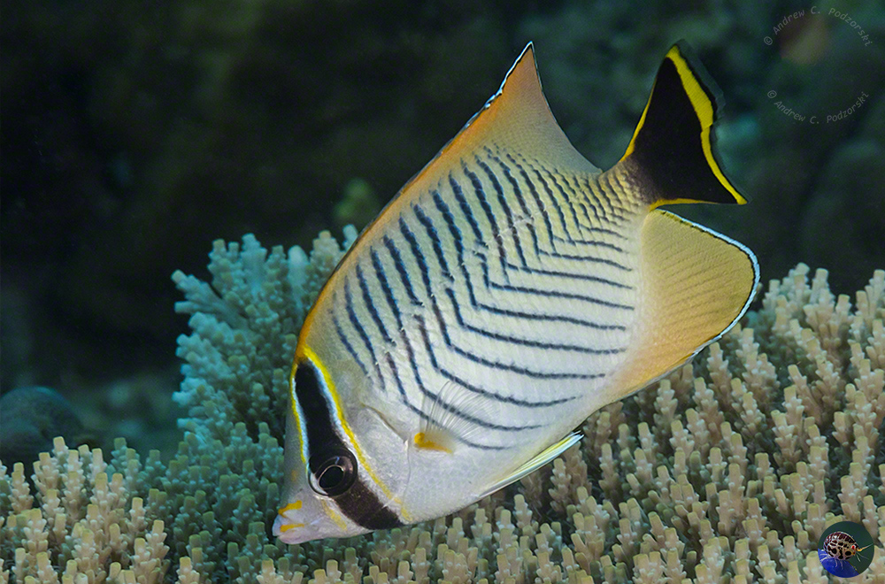 Chaetodon trifascialis