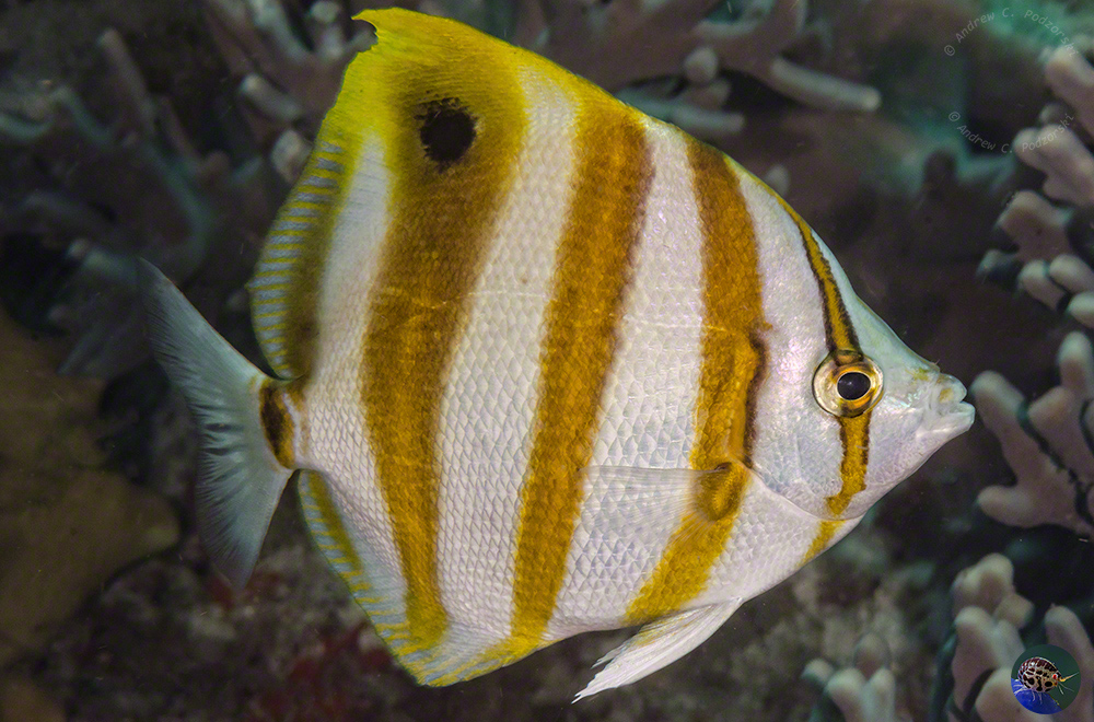 Chaetodon modestus
