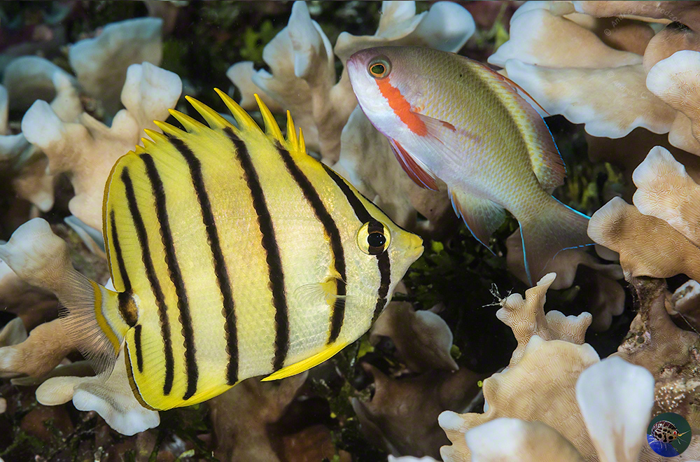 Chaetodon octofasciatus - juvenile