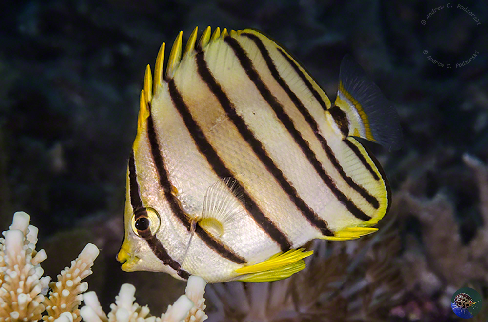 Chaetodon  octofasciatus
