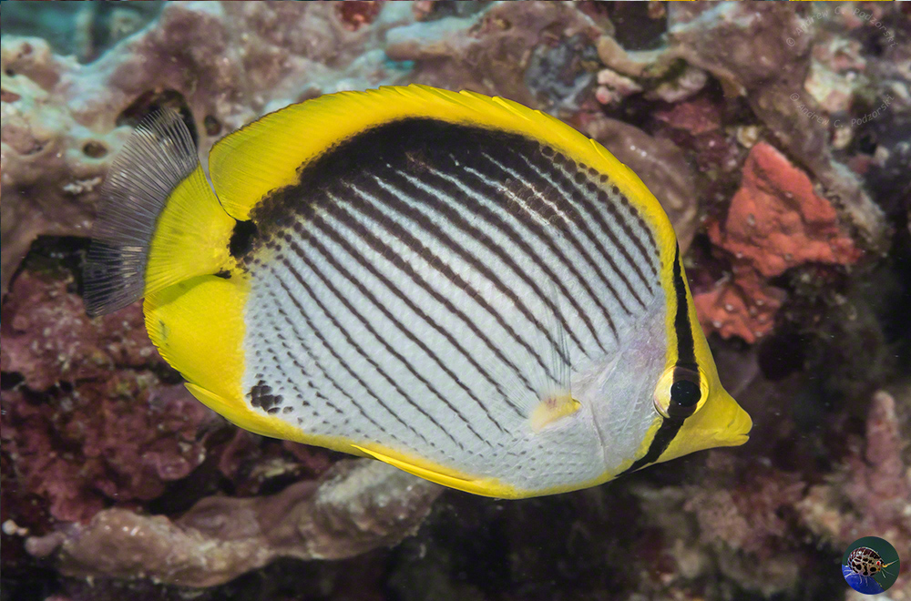 Chaetodon melannotus
