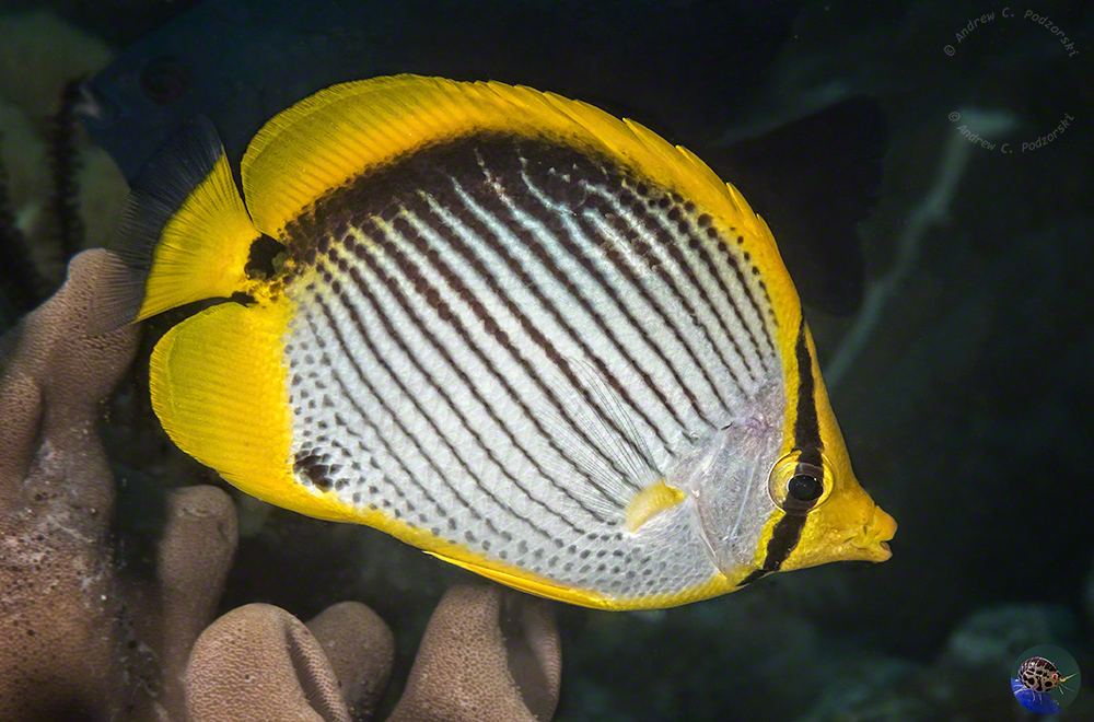 Chaetodon melannotus