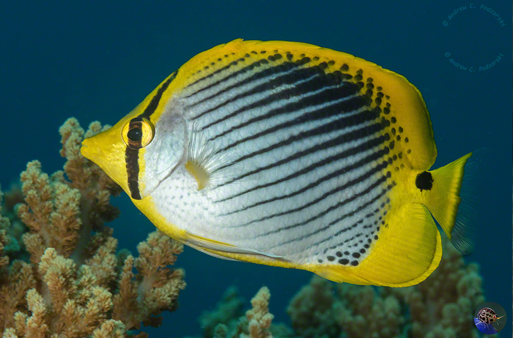 Chaetodon ocellicaudus