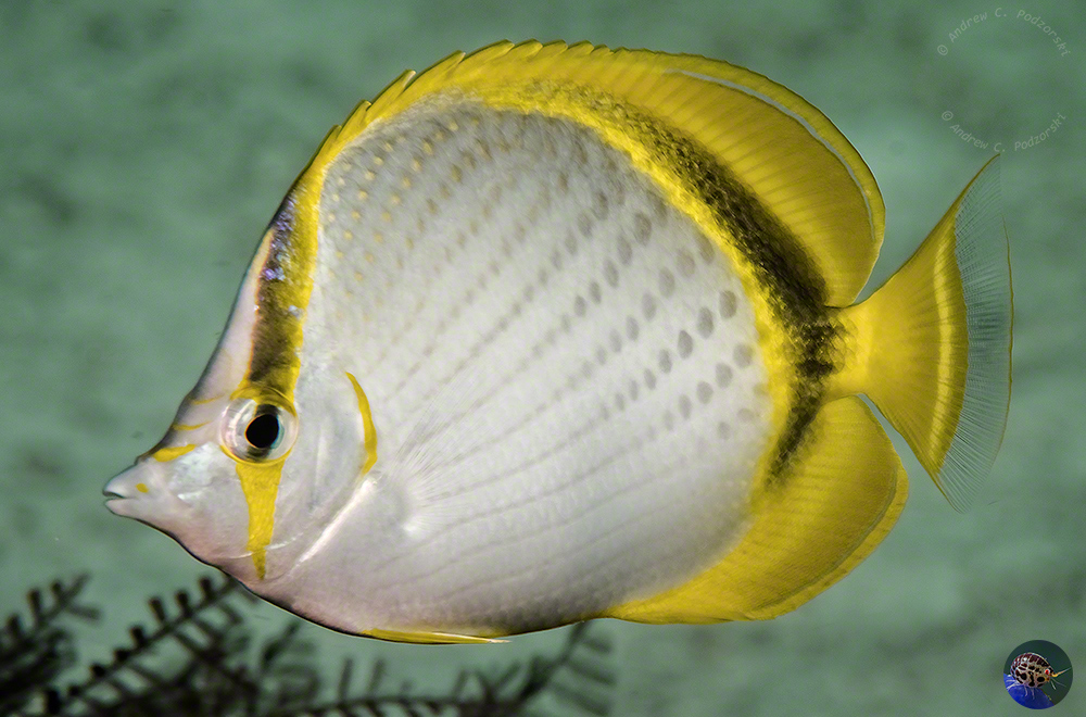 Chaetodon selenae