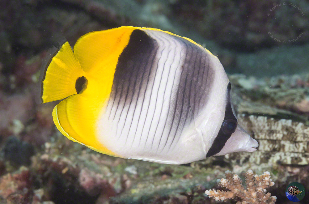 Chaetodon ulietensis