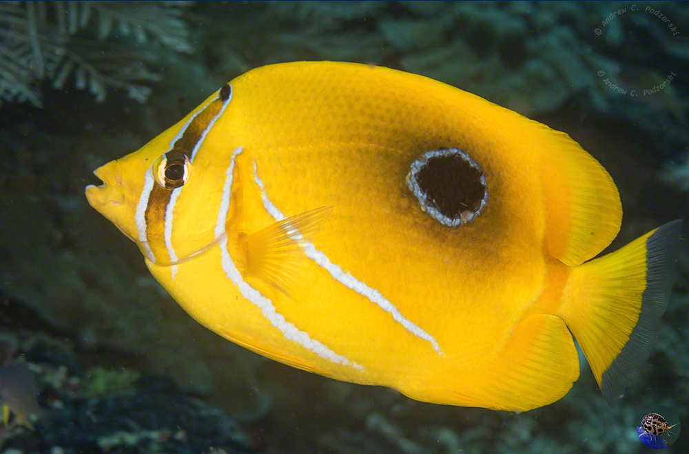 Chaetodon bennetti